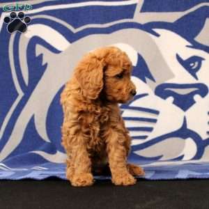 Elsie, Mini Goldendoodle Puppy